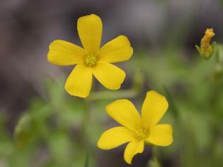 Common yellow oxalis