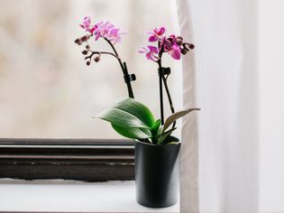 orchids growing by the window