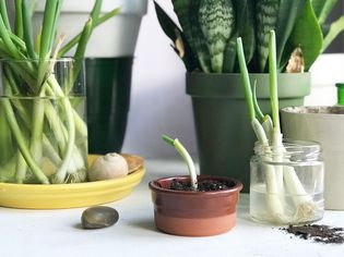 plants growing on a sunny windowsill