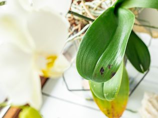 Orchid leaf with black fungal spots