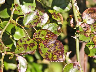 Black Spot on Rose Leaves