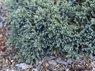 Blue star juniper shrub with silvery-blue, densely-packed needles above mulch