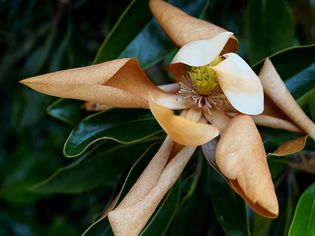 Brown leaves on a magnolia tree.