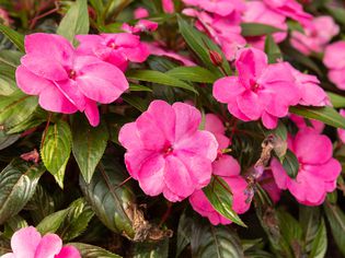 New Guinea impatiens