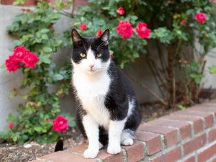 stray cat in a backyard