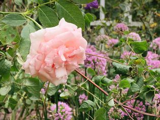 rose among companion plants