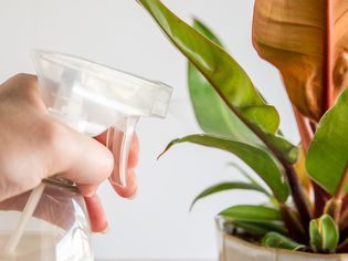 spraying baking soda spray onto a plant