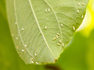 whiteflies on a leaf