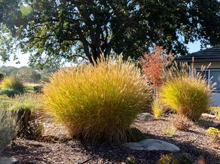 Ornamental grasses cut back in front yard