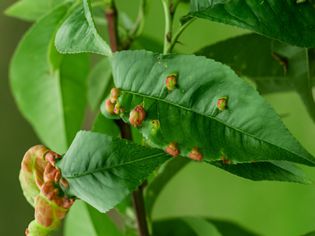 leaf galls