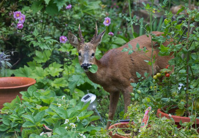 A lone, young Roe Deer (Capreolus capreolus) eats the leaves of strawberry plants in a country garden. There are mixed flowers, tomatoes, strawberries, pots etc in the foreground.