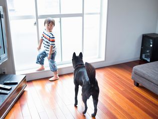 Dog Scratching Wooden Floor