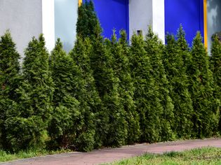 Emerald green arborvitae trees alongside brick pathway and white and blue building