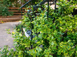 emerald n gold euonymus