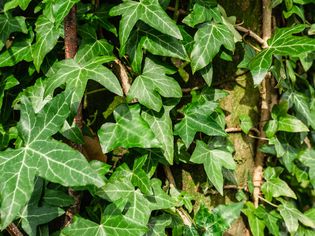 closeup of english ivy