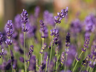 English lavender