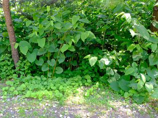 Japanese knotweed