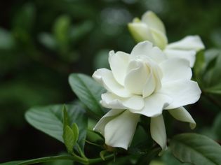 Gardenia plant in bloom.