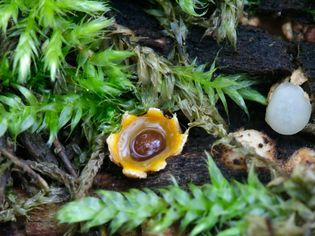 Sphaerobolus stellatus, commonly known as the shotgun fungus or cannonball fungus