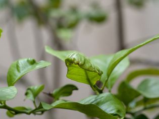 why are my lemon tree leaves curling