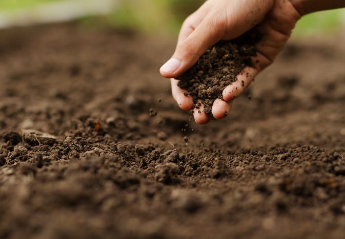 hand in dirt mound