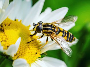 Close-Up Of Wasp Pollinating On Flower