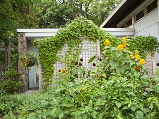 Freestanding garden trellis covered in plants