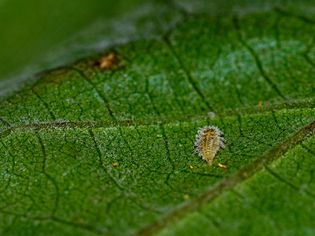 Filoxera/Phylloxera