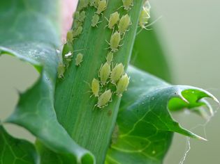 aphids on a plant