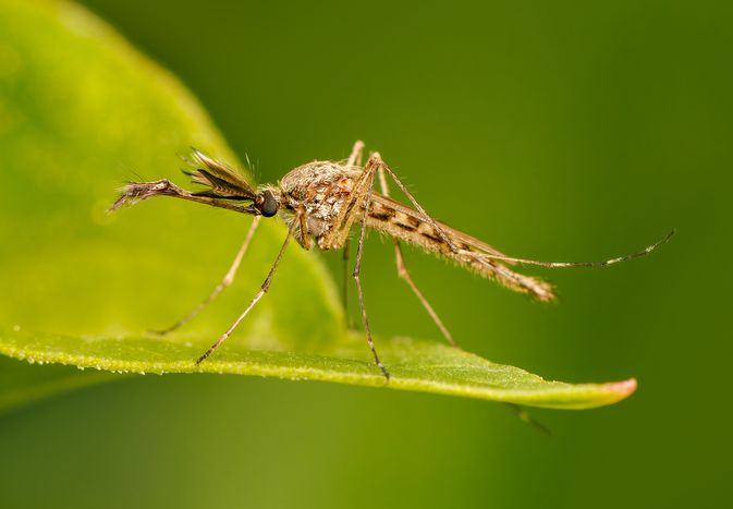 mosquito on leaf