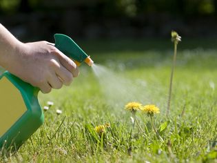 Dandelions being sprayed with a spray bottle in a sunny field.