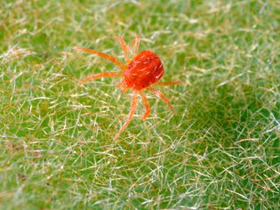 Extreme close up of a spider mite