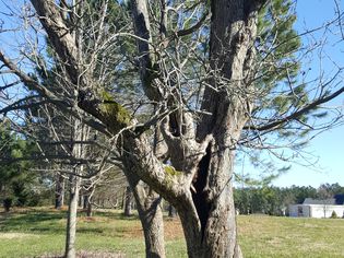 A tree in a field with a few obvious signs its died (Sticks around the bases, vertical splits, peeling bark).