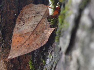 brown spotted leaf on tree trunk