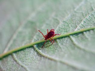 Tiny red chigger insect on the underside of a leaf.