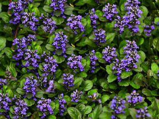 Bugleweed ground cover plant with purple flower clusters surrounded by leaves