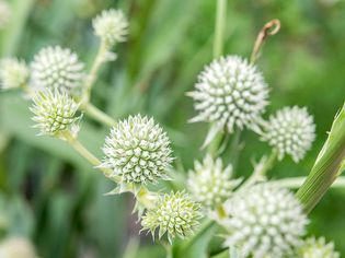 sea holly