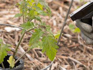 Homemade pesticide sprayed on to herb plant