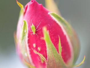 aphid and larvae on a rose