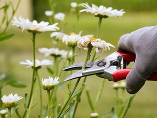 White daisy flowers being cut with hand pruners and garden gloves 