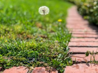 Dandelion on thin stem with orb of seed heads next to bricks lined in garden