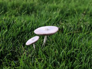 Mushrooms in grass