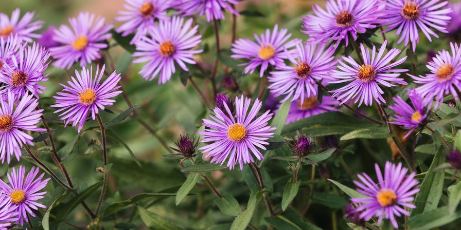 New England asters