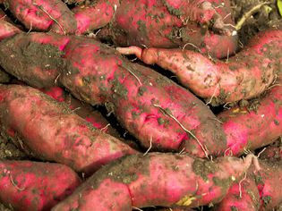 sweet potato harvest