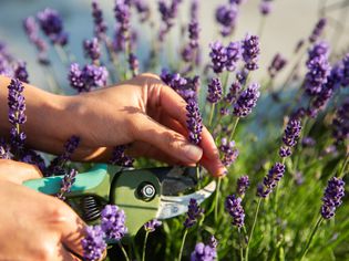 person pruning a lavender plant