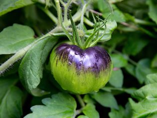 green tomato ripening