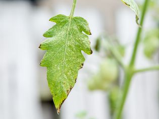 powdery mildew on a plant leaf