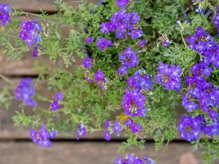 tall verbena