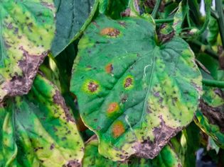 Septoria on tomato plants