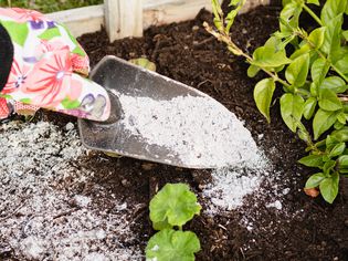 Wood ash spread over garden soil with spade and floral gloves